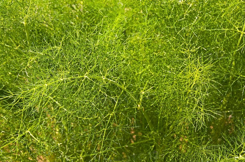 Fennel plant (Foeniculum vulgare)