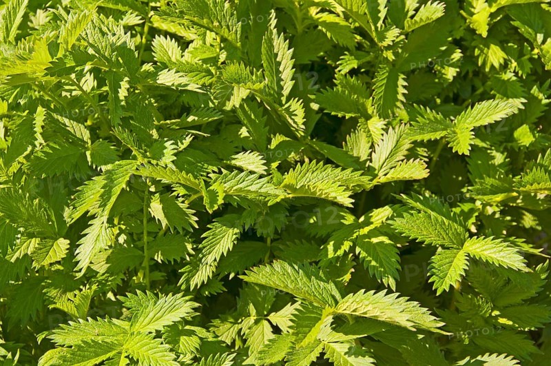 Common agrimony