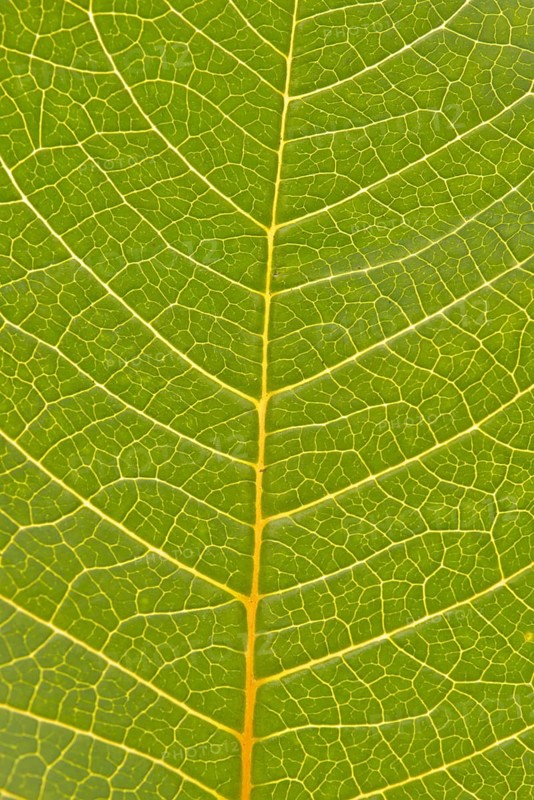 Veins in the leaf of a Poinsettia or Christmas Star (Euphorbia pulcherrima)