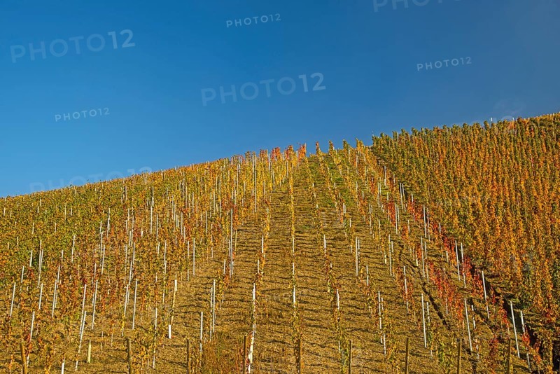 Vineyard in autumn
