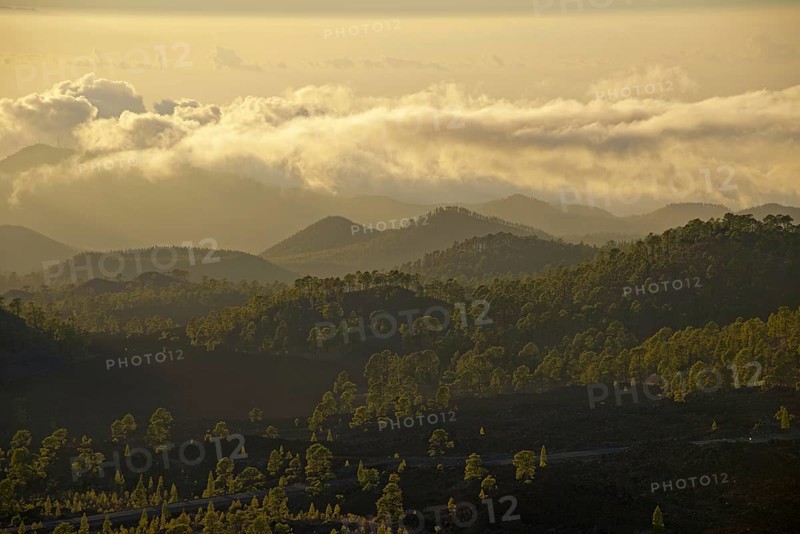 Pine forest