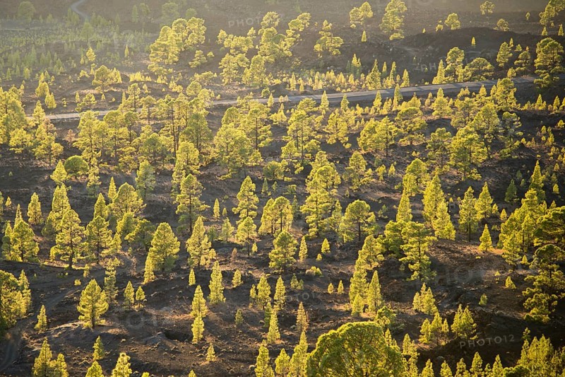 Canary Island Pine (Pinus canariensis)