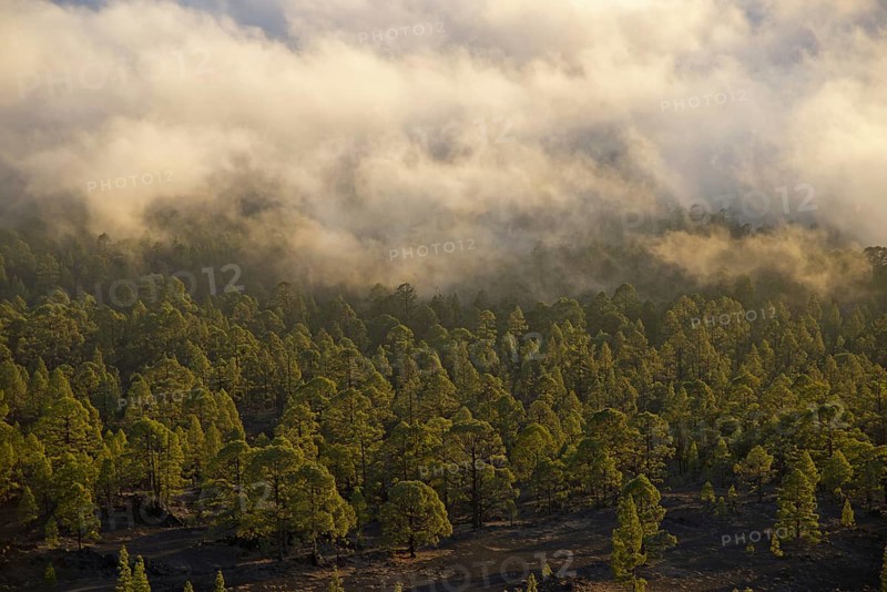 Pine forest