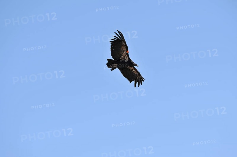 California Condor (Gymnogyps californianus)