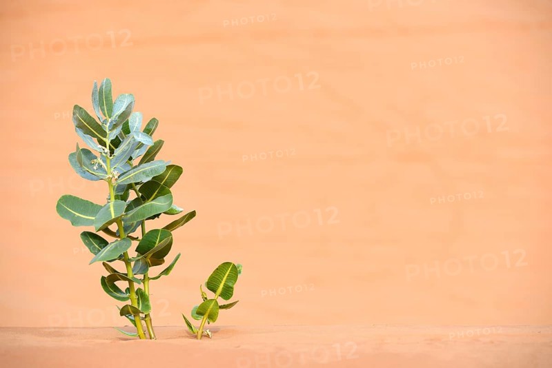 Life in the desert