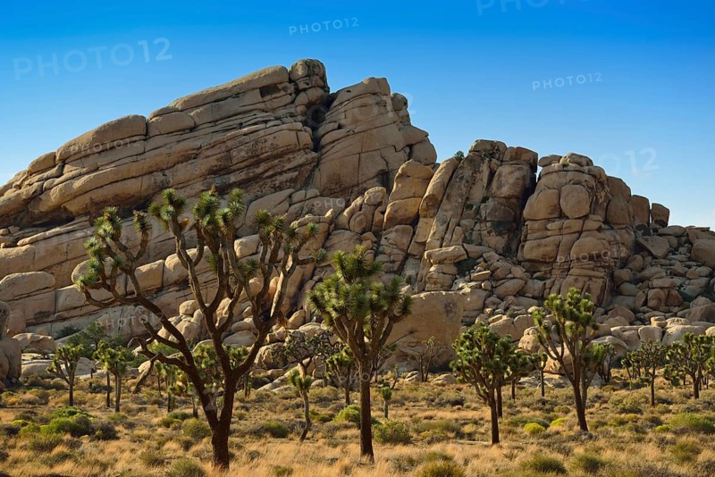 Joshua Trees or Yucca Palms (Yucca brevifolia)