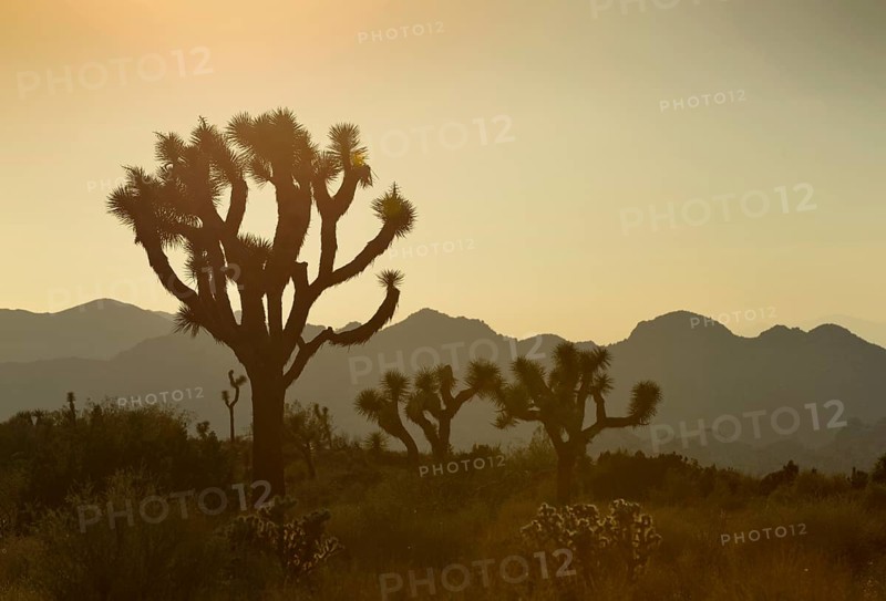 Joshua Trees or Yucca Palms (Yucca brevifolia) at sunset