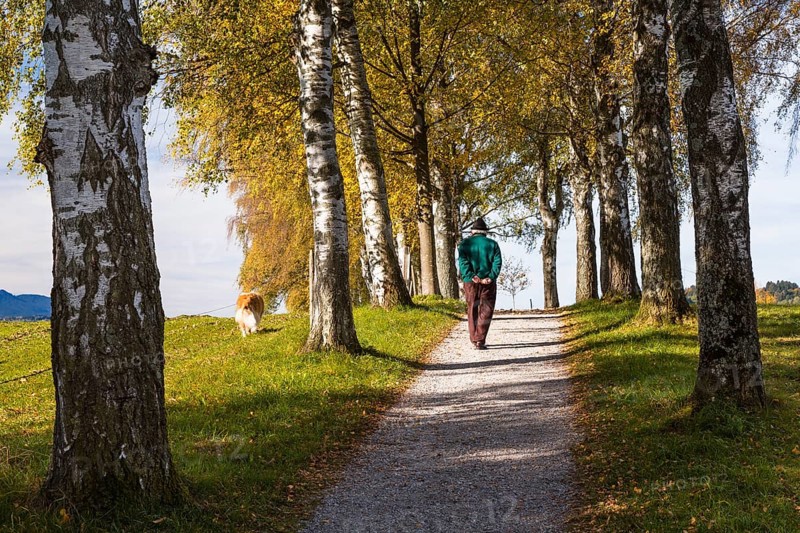 Rambler with a dog walking down a birch tree alley in autumn