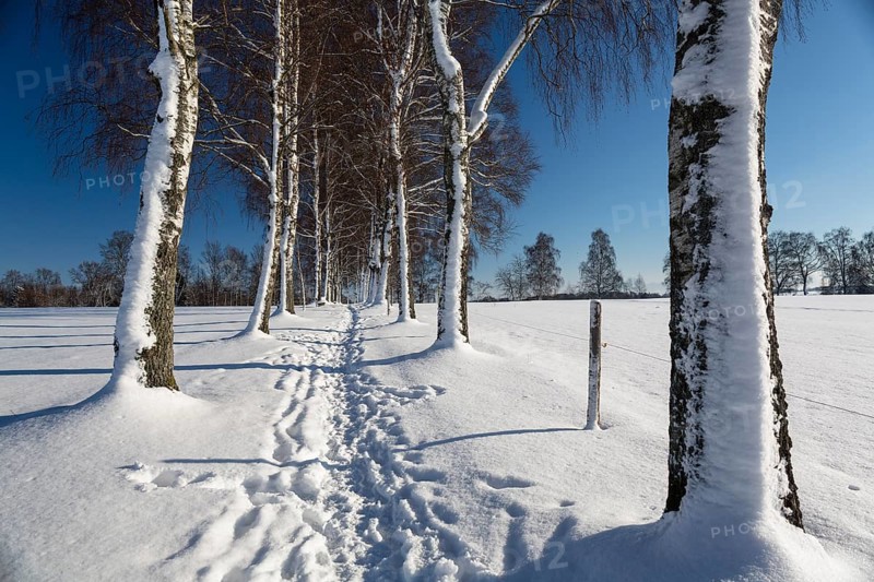 Snow-covered tree-lined path