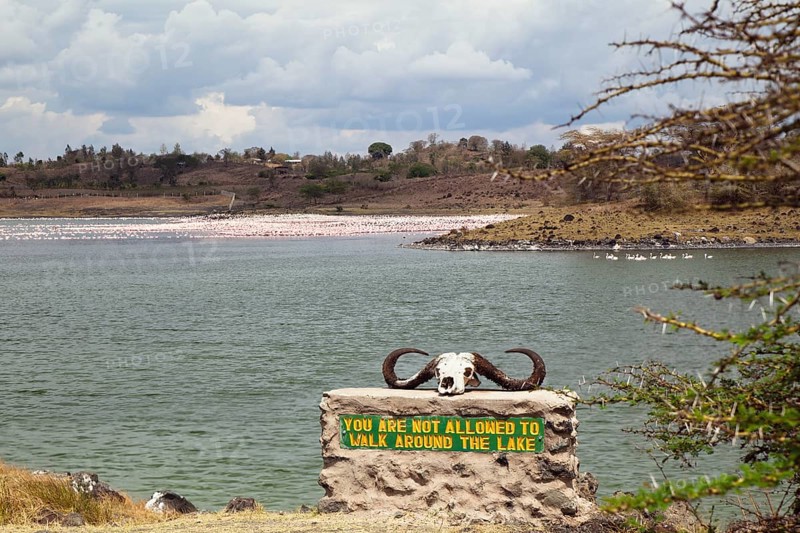 Buffalo skull lying on a rock with the sign 'You are not allowed to walk around the lake'