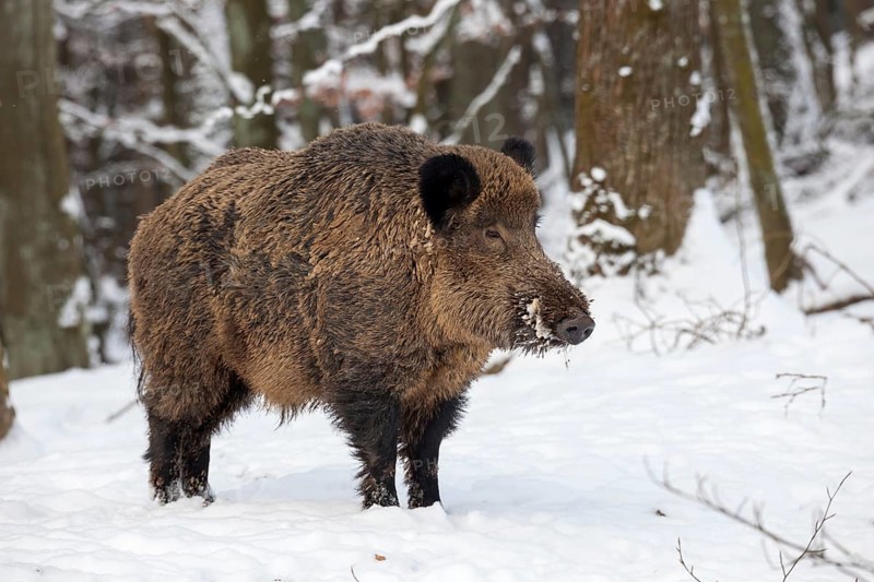 Wild boar (Sus scrofa) in the snow