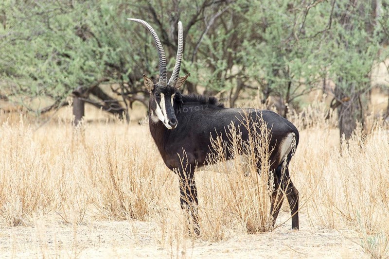 Sable Antelope (Hippotragus niger)