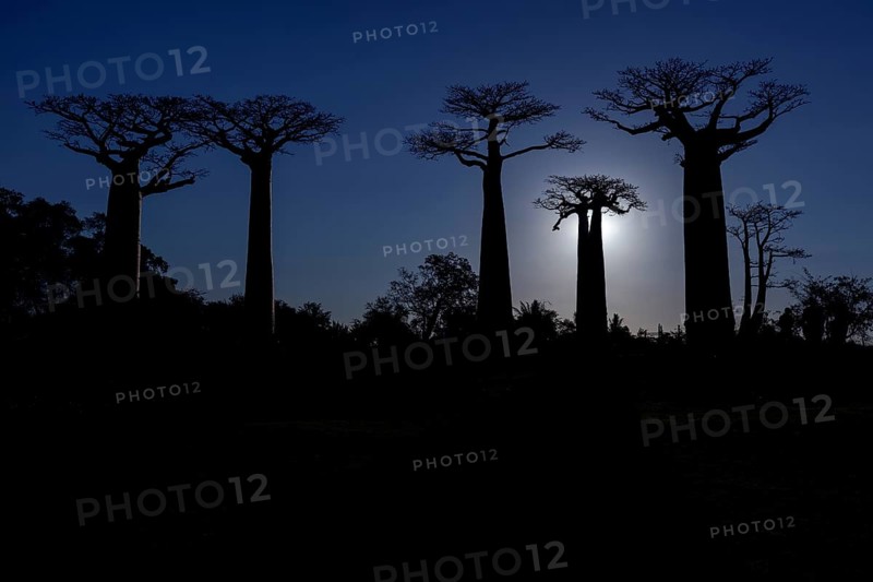 African baobab trees (Adansonia digitata)