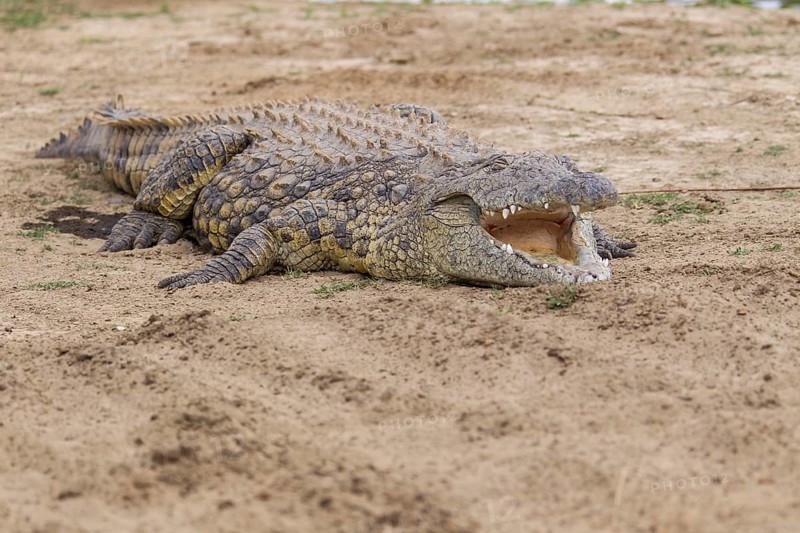 Nile Crocodile (Crocodylus niloticus) with opened mouth