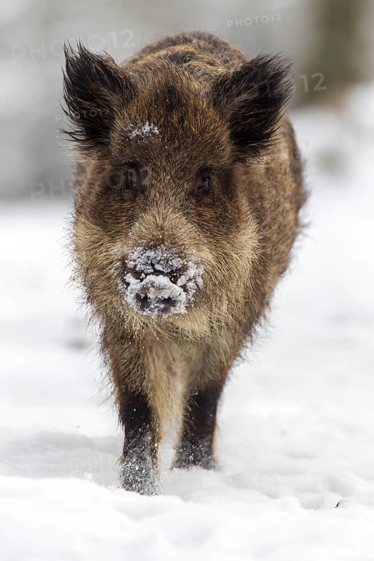 Wild boar (Sus scrofa) in winter