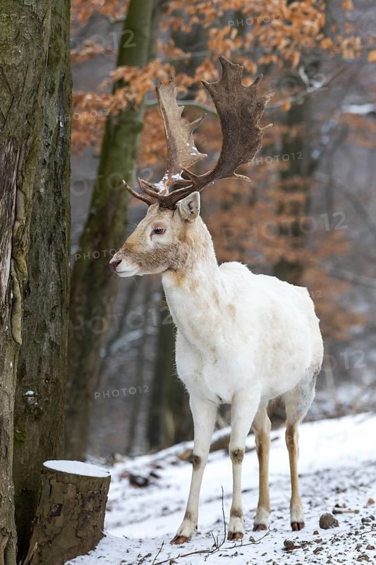Fallow Deer (Dama dama)