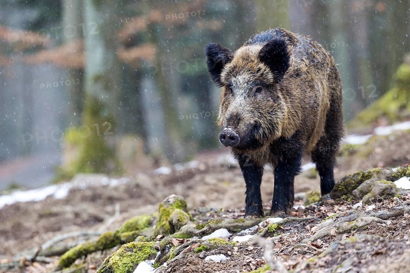 Wild boar (Sus scrofa)