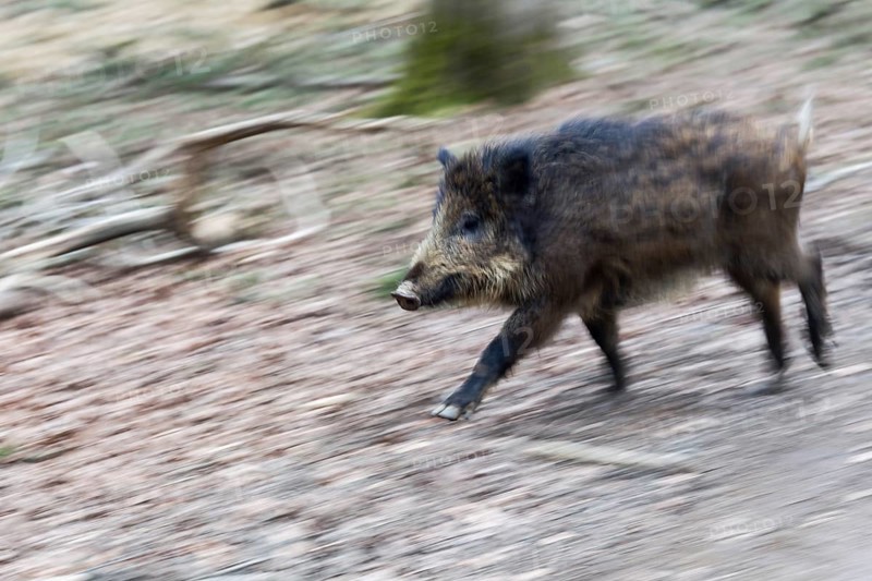 Wild boar (Sus scrofa)