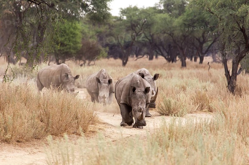 White Rhinos or Square-lipped Rhinos (Ceratotherium simum)