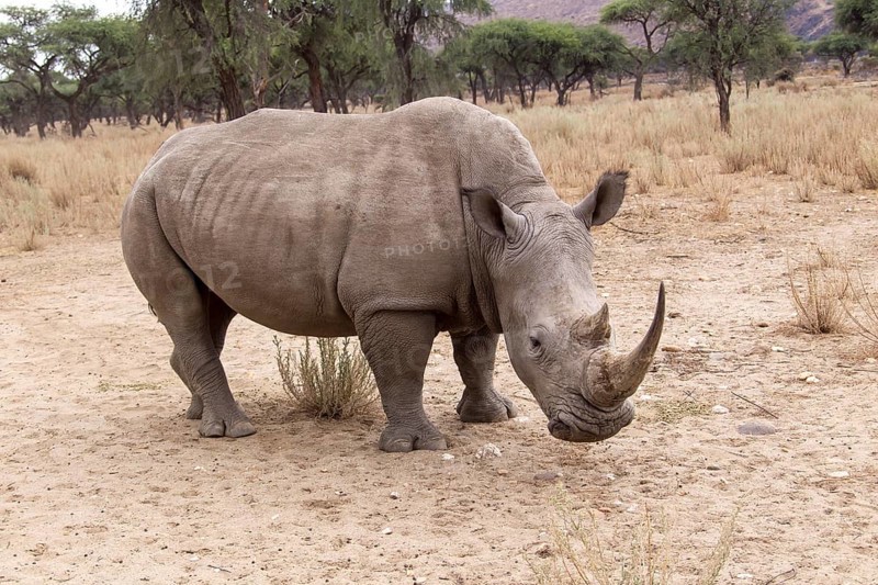 White Rhinoceros or Square-lipped Rhinoceros (Ceratotherium simum)