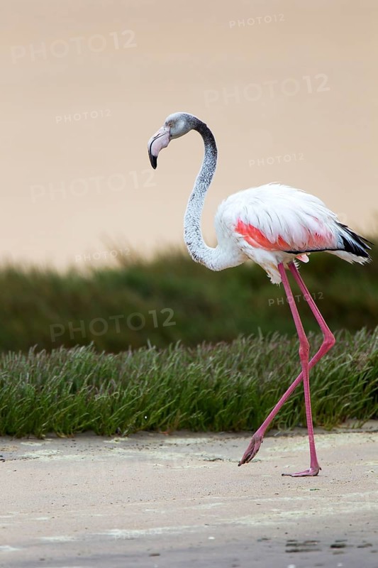 Greater Flamingo (Phoenicopterus roseus) in the lagoon of Sandwich Harbour