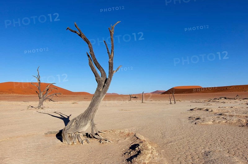 Withered trees in the desert