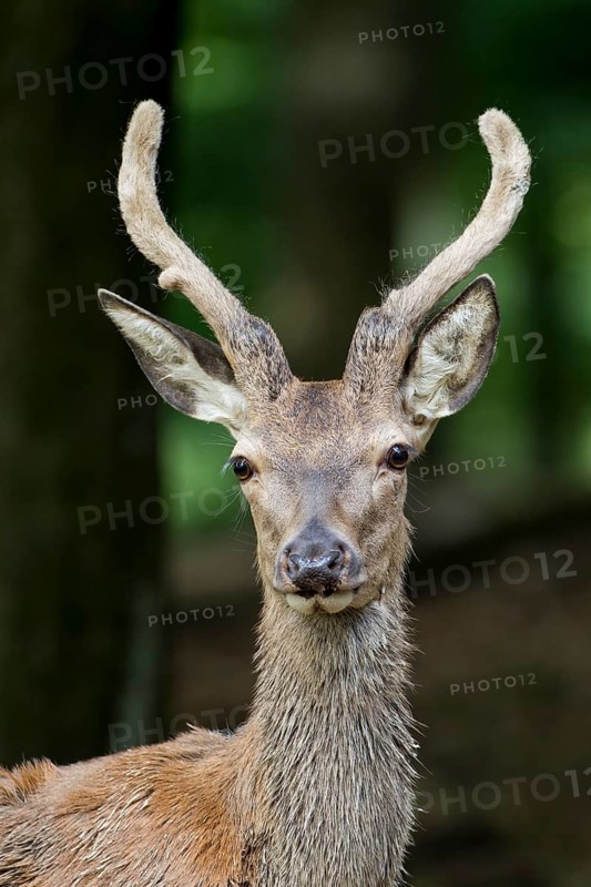 Red deer (Cervus elaphus)
