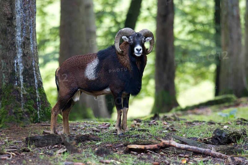 European mouflon (Ovis orientalis musimon)