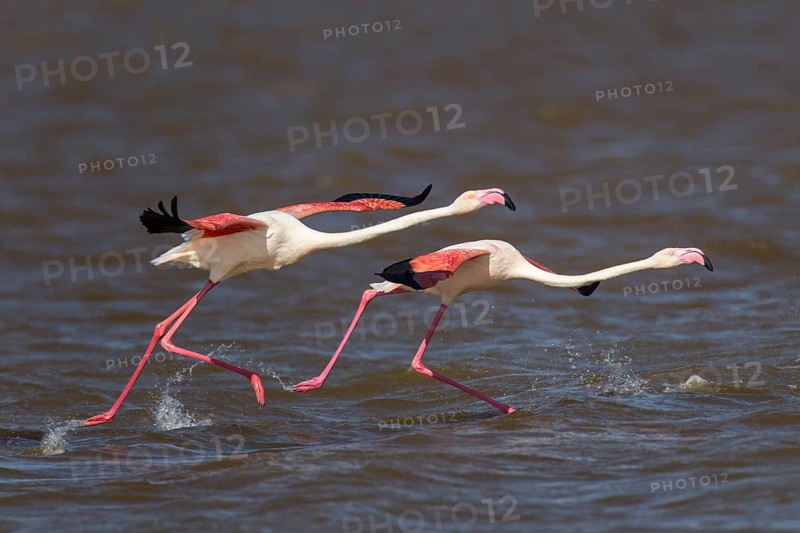 Greater Flamingoes (Phoenicopterus roseus)