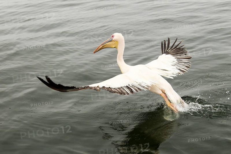 Great White Pelican (Pelecanus onocrotalus)