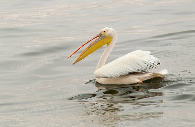 Great White Pelican (Pelecanus onocrotalus)