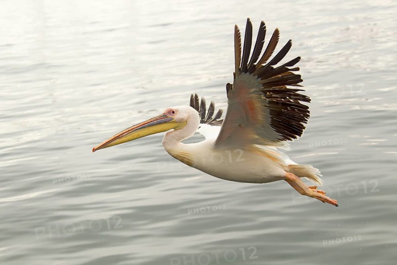 Great White Pelican (Pelecanus onocrotalus)
