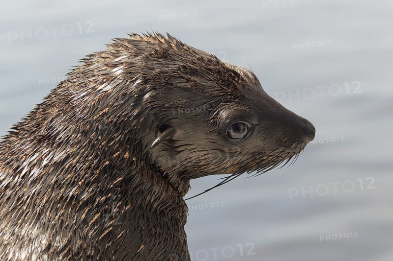 Brown fur seal (Arctocephalus pusillus)