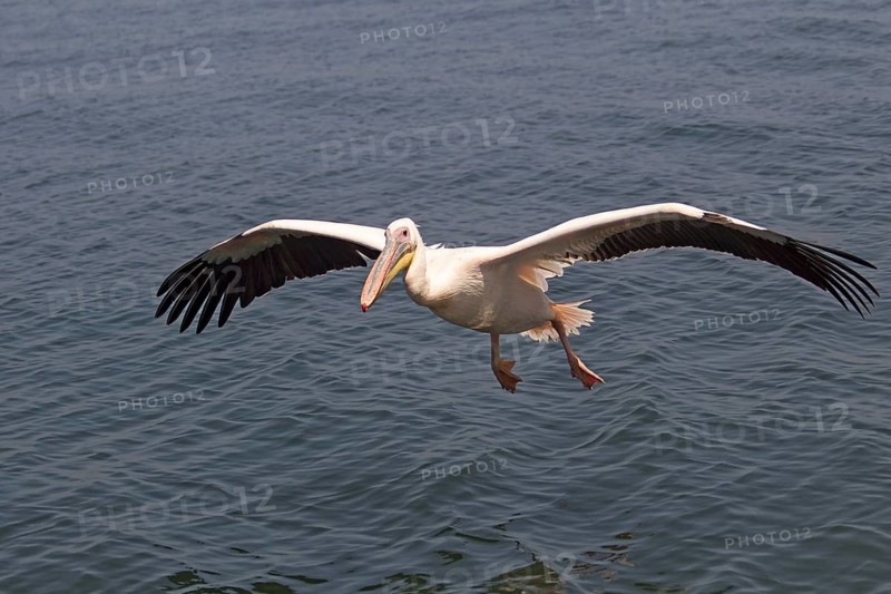 Great White Pelican (Pelecanus onocrotalus)