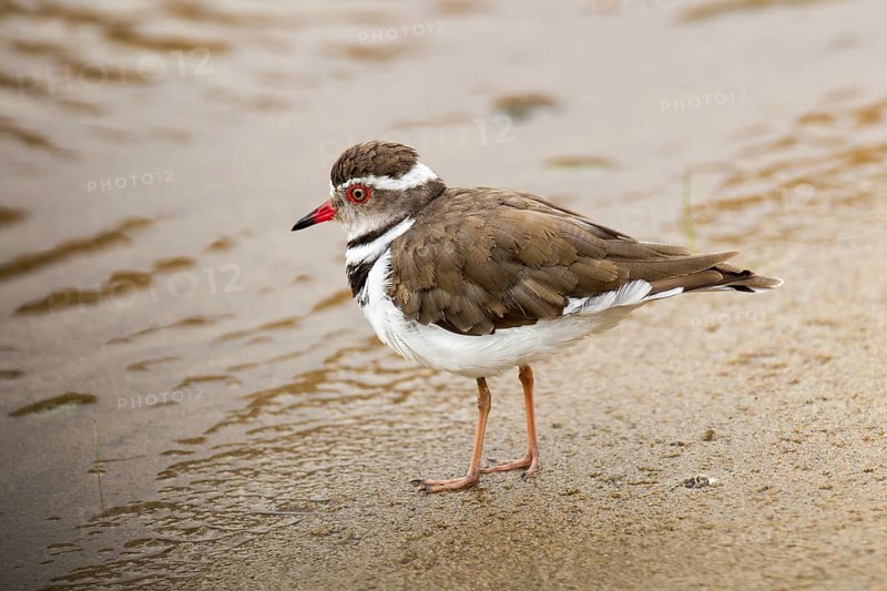 Three-banded Plover (Charadrius tricollaris)