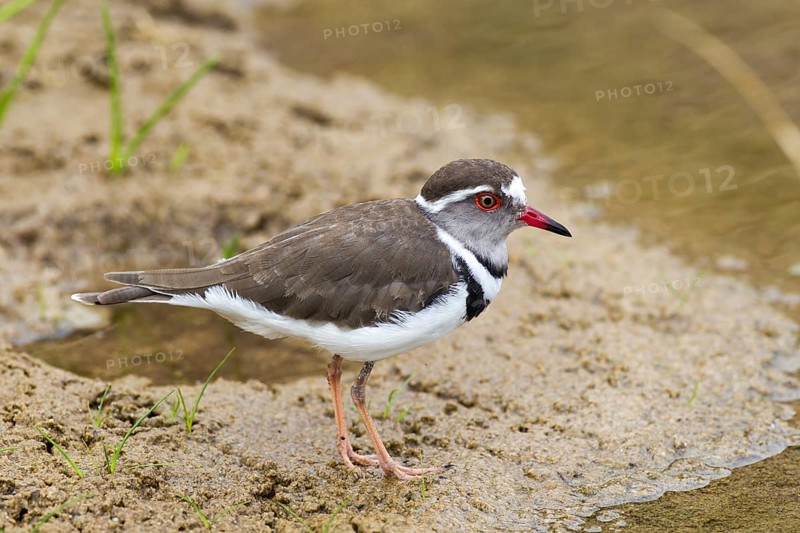 Three-banded Plover (Charadrius tricollaris)