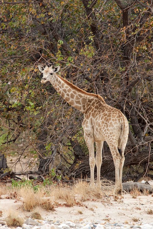 Giraffe (Giraffa camelopardalis)