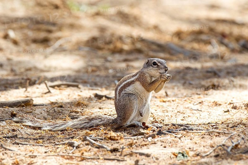 Cape Ground Squirrel (Xerus inauris)