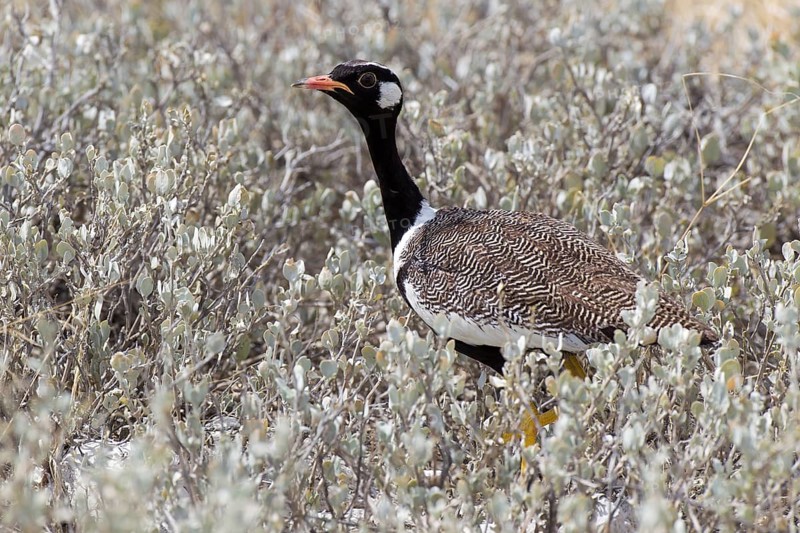 Southern Black Korhaan (Eupodotis afra)