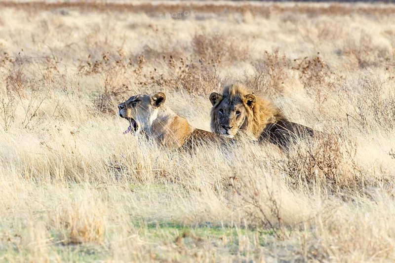Lion and lioness (Panthera leo) lying hidden in the tall grass