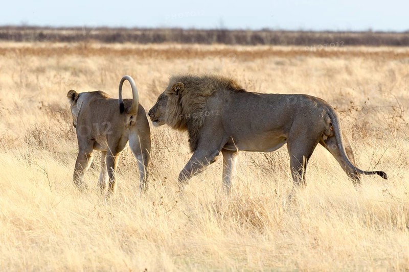 Lion (Panthera leo)