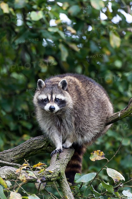 Raccoon (Procyon lotor)