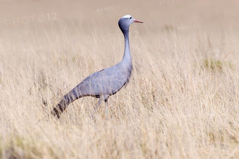 Blue Crane (Anthropoides paradisea)