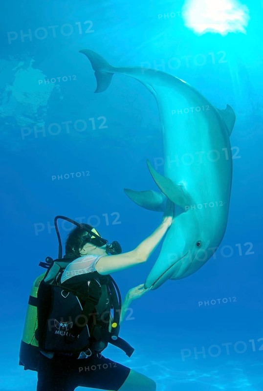 Scuba diver and a Bottlenose Dolphin (Tursiops truncatus)