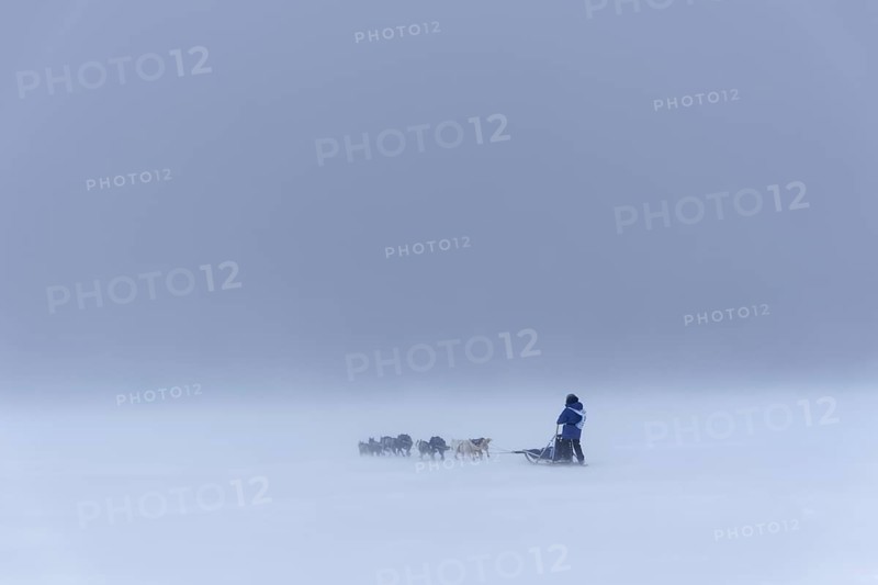 Dog team at Trappers Trail in dense fog