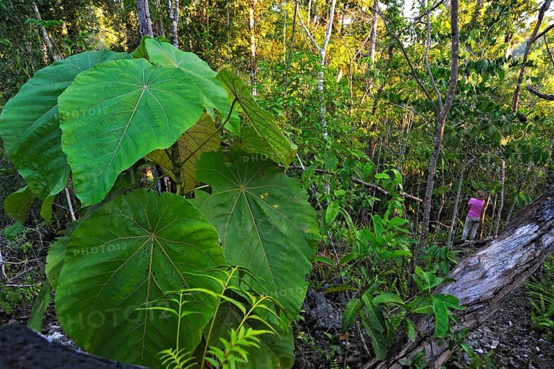 Dead tree trunk in the rainforest