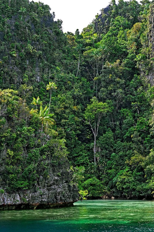 Coconut Palms (Cocos nucifera) on a steep cliff