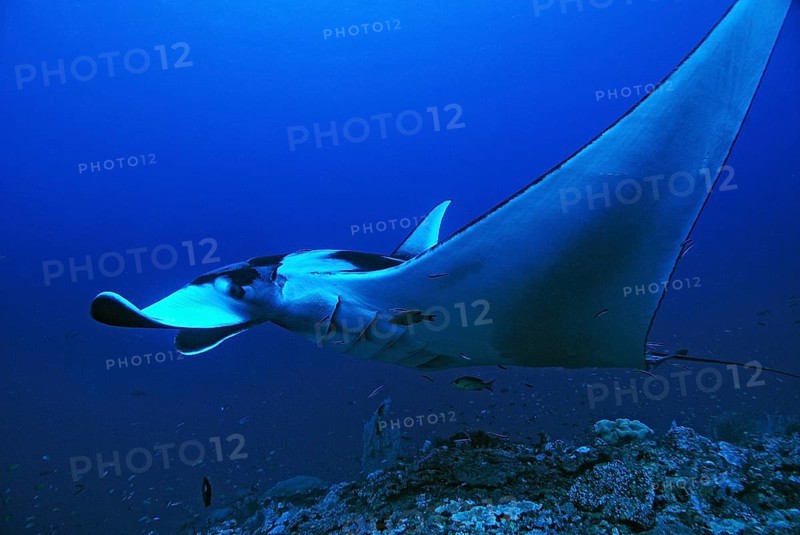 Giant Oceanic Manta Ray (Manta birostris)