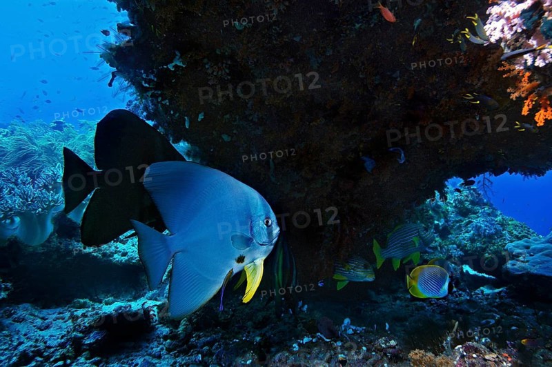Longfin Batfish (Platax teira)