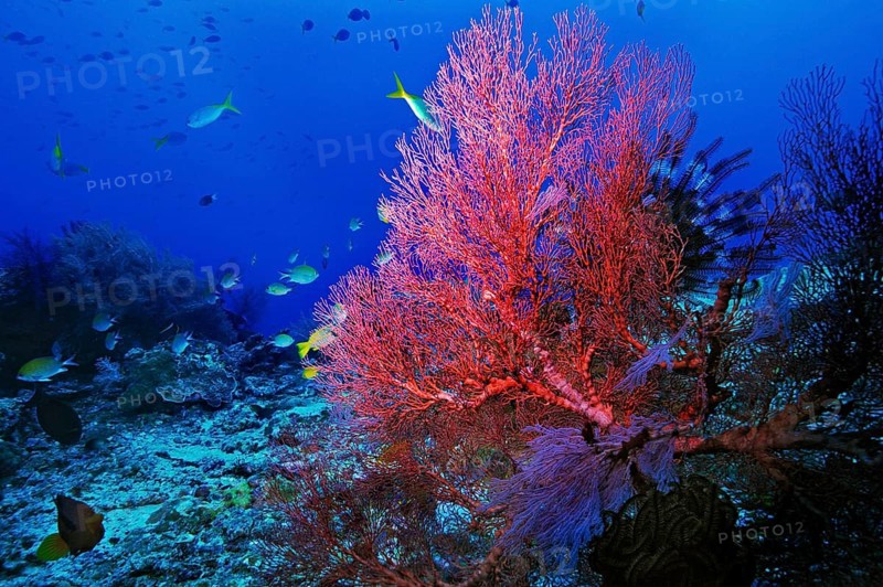 Sea Fan or Gorgonian (Scleraxonia)